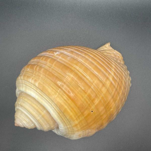 Giant Pacific Tun Seashell - Tonna Olearium - 140mm